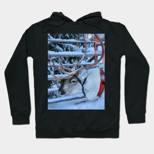 Lapland Hoodie